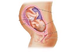 مراحل تطور الجنين من الأسبوع الثاني والثلاثين وحتى الخامس والثلاثين - جريدة  الغد