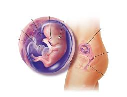 مراحل تطور الجنين من الأسبوع الثاني عشر إلى الخامس عشر - جريدة الغد