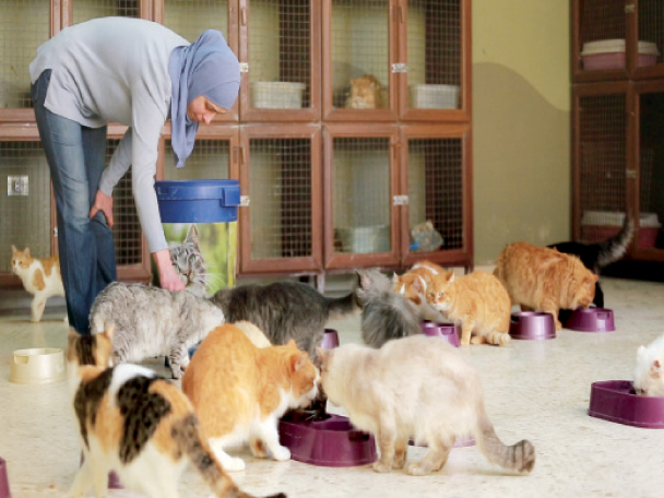 البداوي تحتضن مئات القطط منذ 19 عاما في منزلها (فيديو) – جريدة الغد