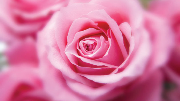 الوردي” لون العاطفة.. هكذا يؤثر على نفسيتك – جريدة الغد