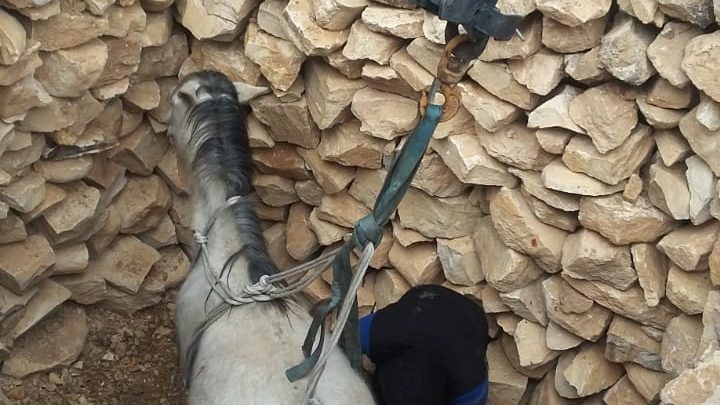 الطفيلة: إنقاذ حصان سقط داخل حفرة في جرف الدراويش