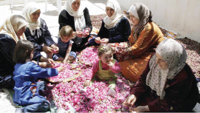 الشامية الوردة مهرجان قطاف