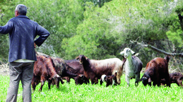 خبراء زراعيون يدعون للتركيز على تربية الماعز وتحسين سلالاته - جريدة الغد
