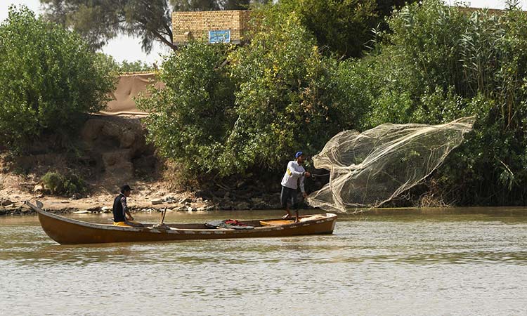 زهرة النيل تؤثر على الثروة لاسمكية في النيل في العراق 