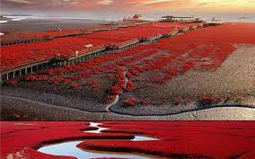 الشاطئ الأحمر” في الصين..رومانسية “غير اعتيادية” – جريدة الغد