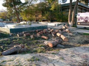 تقطيع اشجار جامعة اليرموك