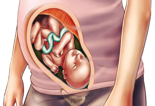 مراحل نمو وتطور الجنين – جريدة الغد
